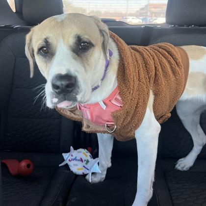 Macy, a Adoptable mixed breed in Bryan, TX image 1/3