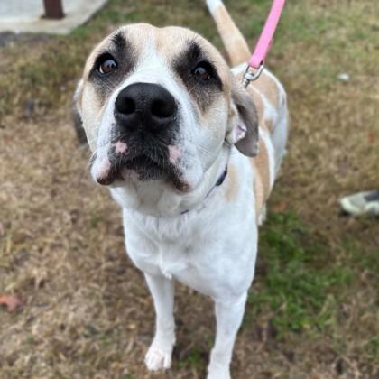 Macy, a Adoptable mixed breed in Bryan, TX image 2/3