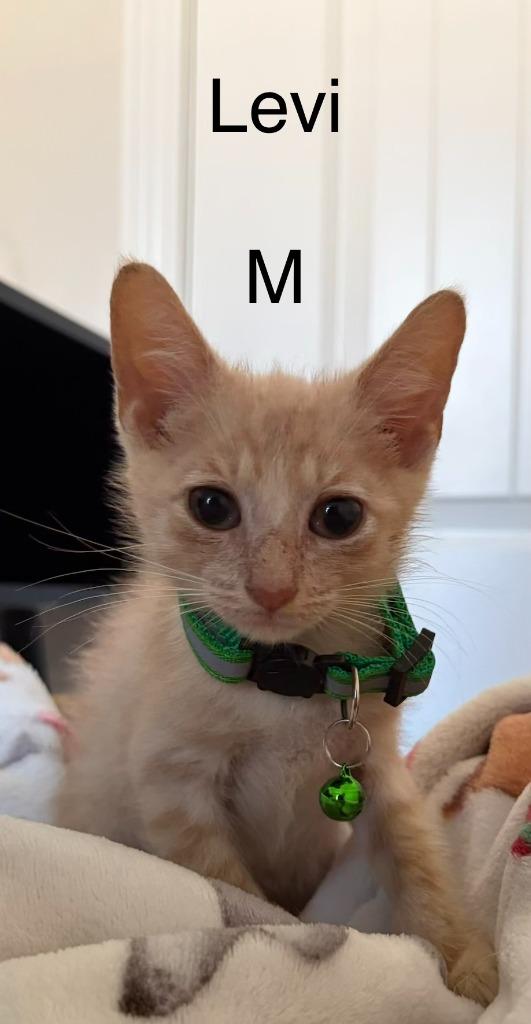 Levi, Adoptable, Kitten Male Domestic Short Hair.
