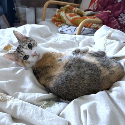 Dorothy, a Adoptable mixed breed in Washington, DC image 2/3