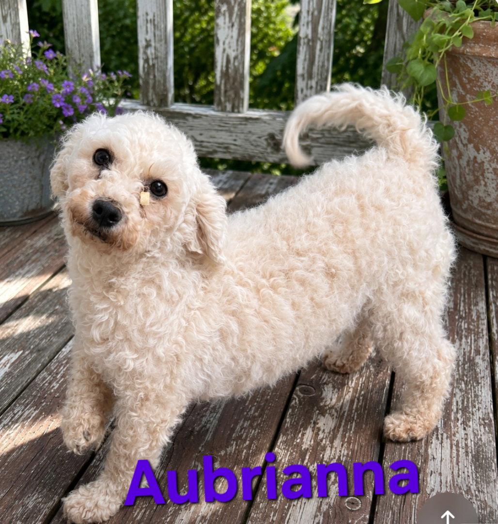 Aubrianna, Adoptable, Adult Female Bichon Frise.
