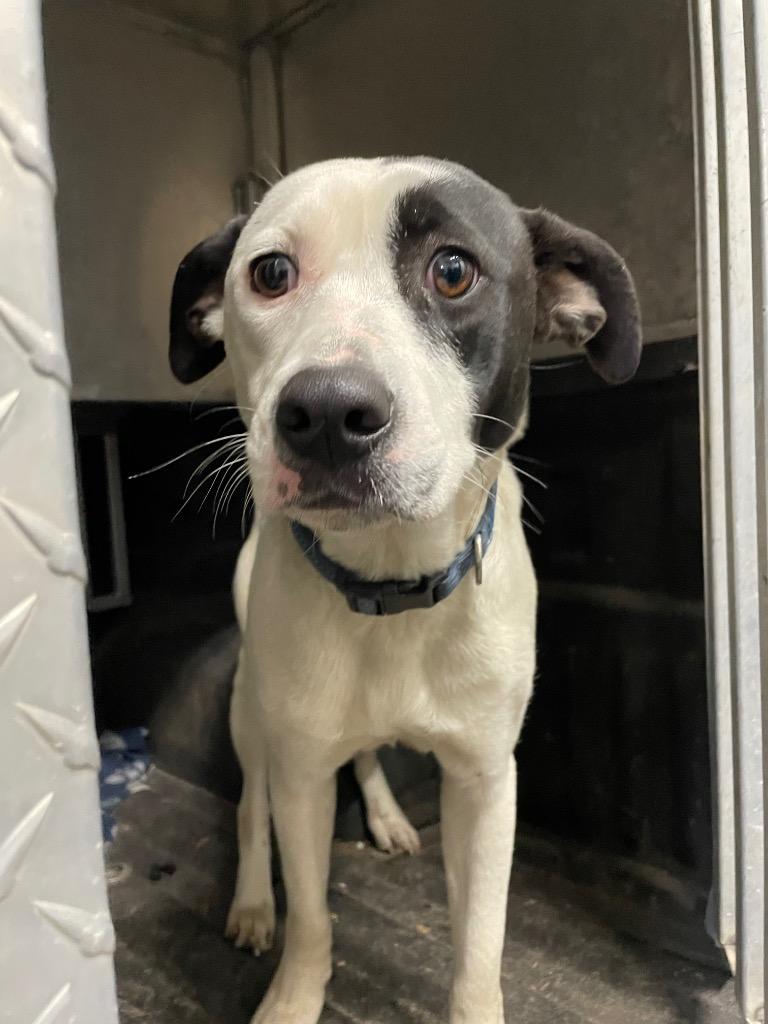 Lulu, Adoptable, Young Female Mixed Breed.