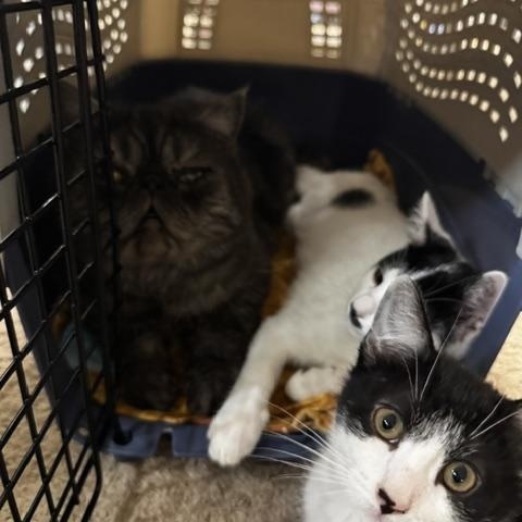 Enlarge Koda, a ADOPTABLE Domestic Short Hair in Oberlin, OH image 3/6