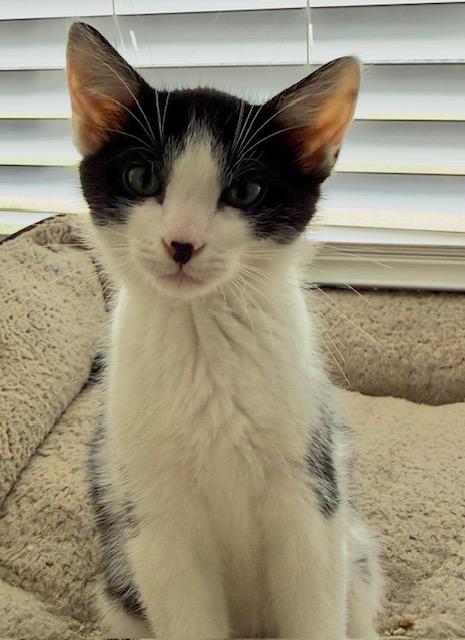 Koda, ADOPTABLE, Kitten Female Domestic Short Hair.