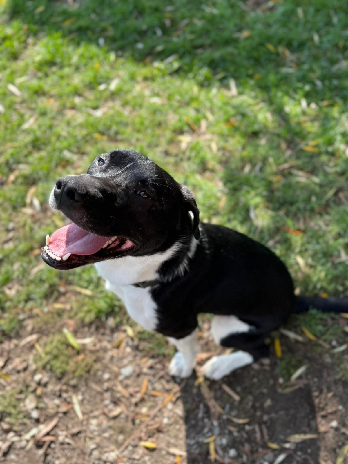 Joker, an adoptable Collie, Mastiff in Alliston, ON, L0G 1A0 | Photo Image 3