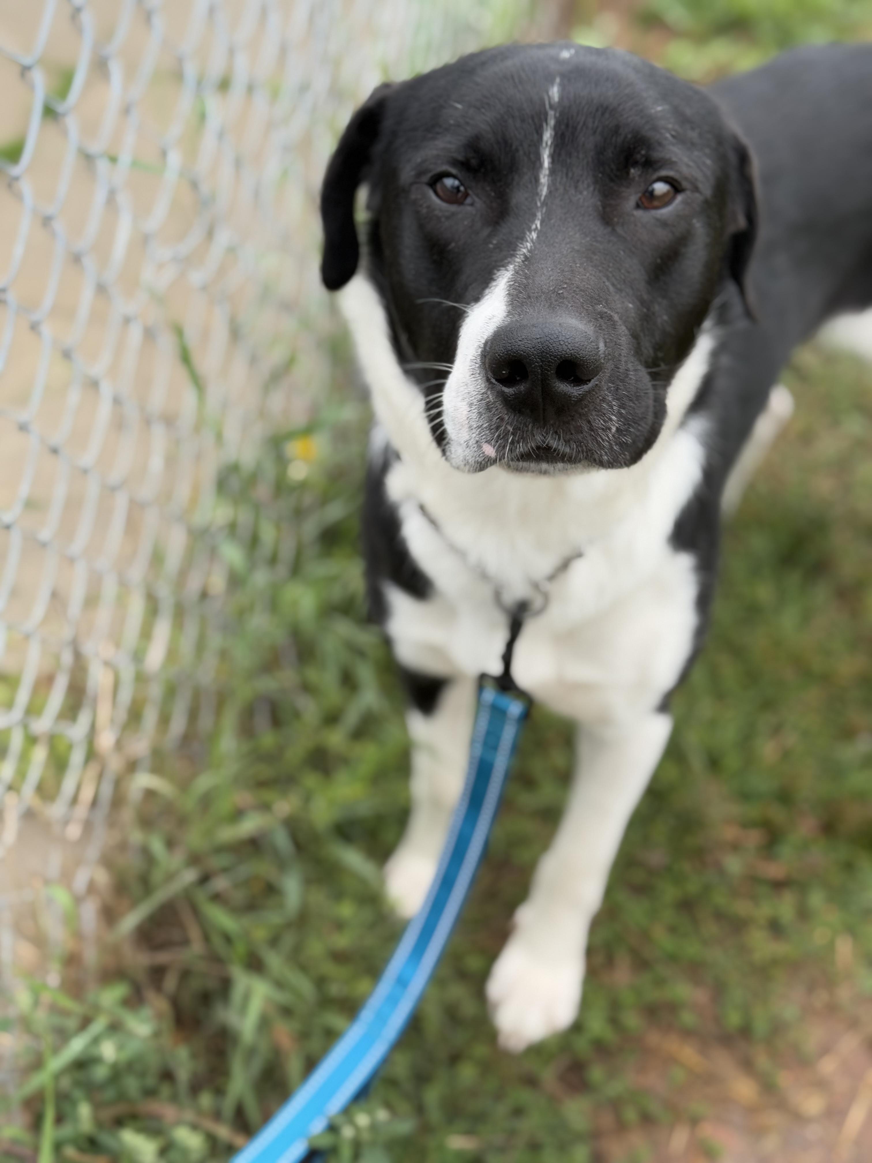Joker, an adoptable Collie, Mastiff in Alliston, ON, L0G 1A0 | Photo Image 4