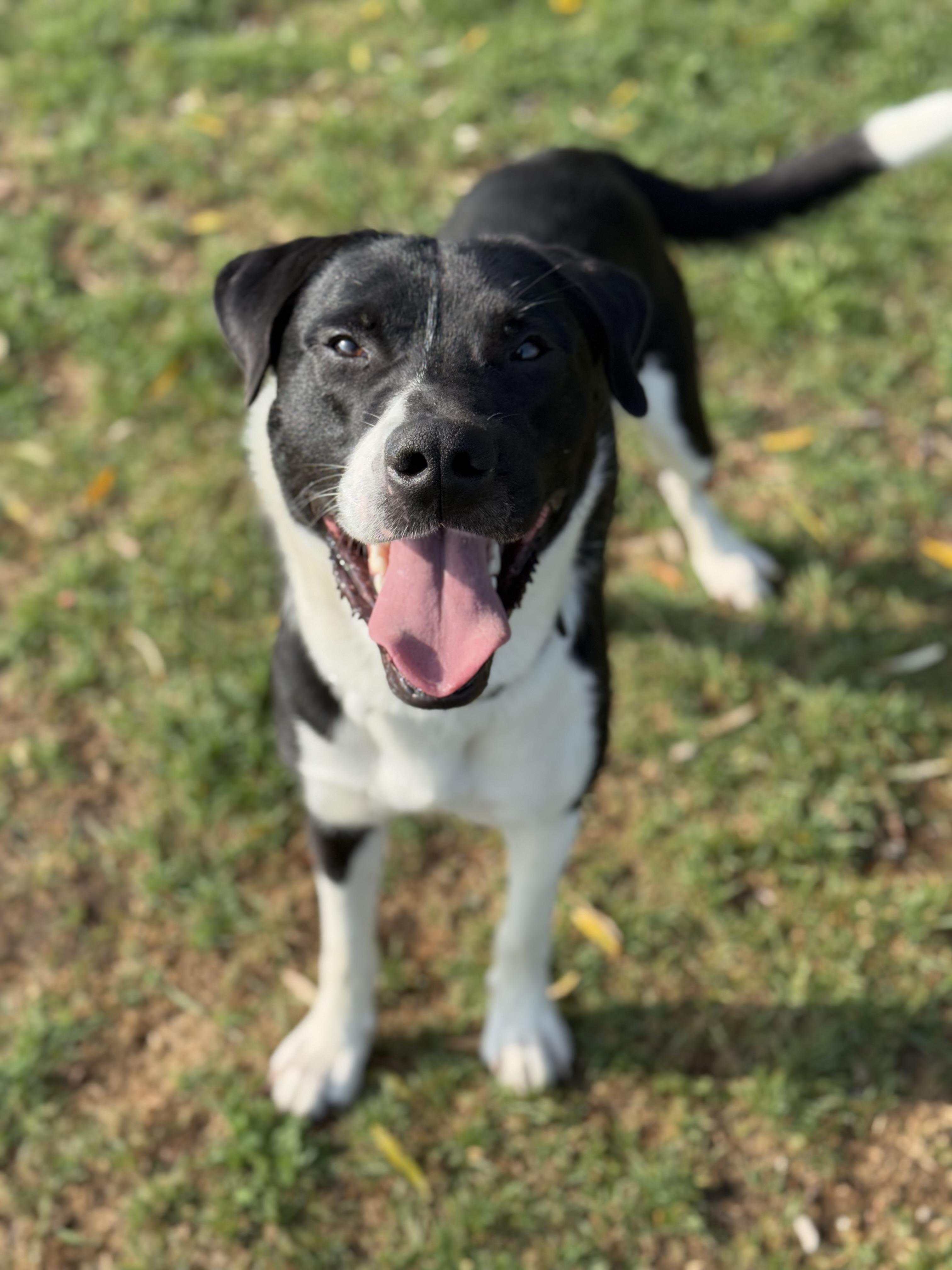 Joker, an adoptable Collie, Mastiff in Alliston, ON, L0G 1A0 | Photo Image 2
