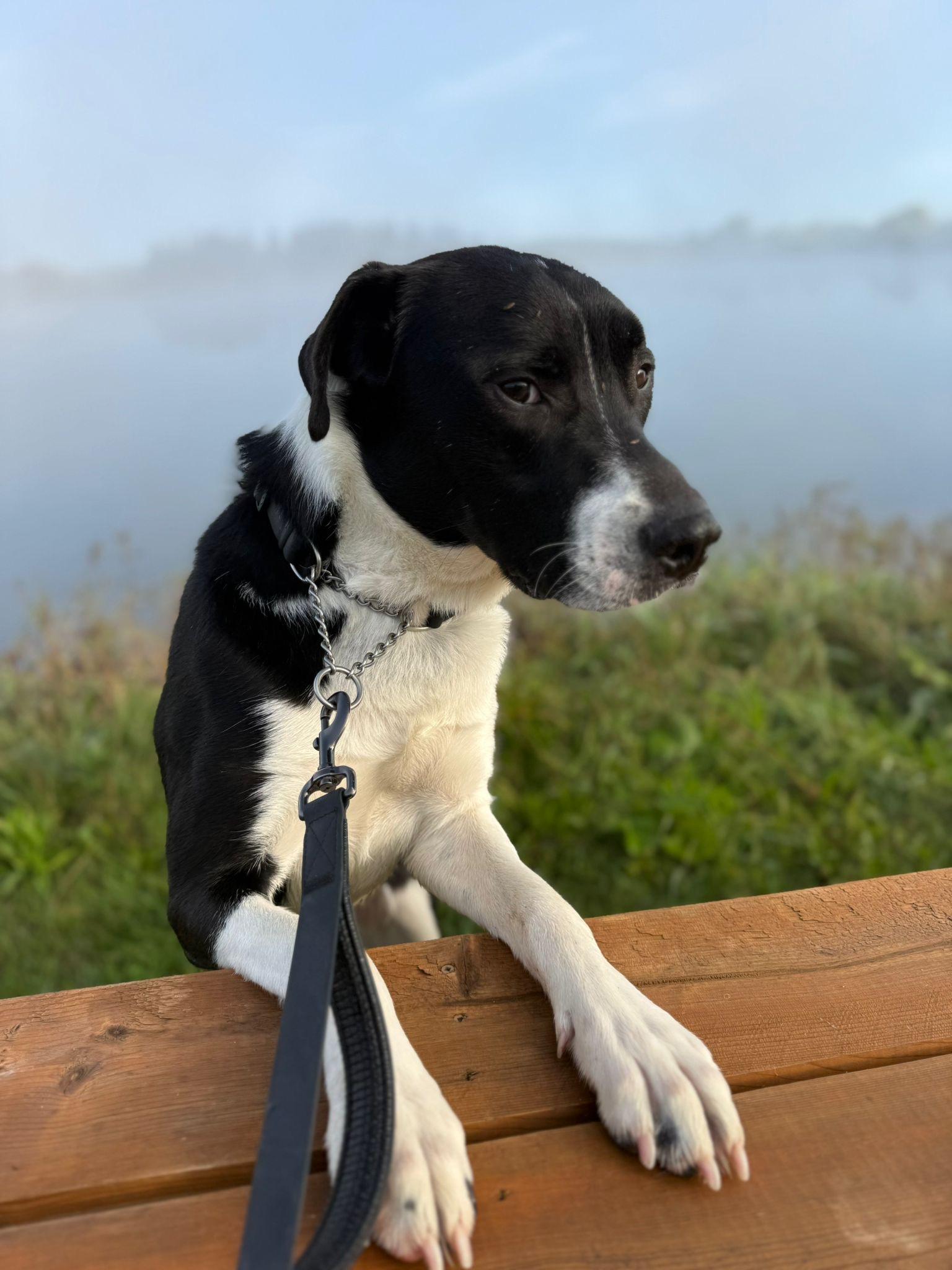 Joker, an adoptable Collie, Mastiff in Alliston, ON, L0G 1A0 | Photo Image 6