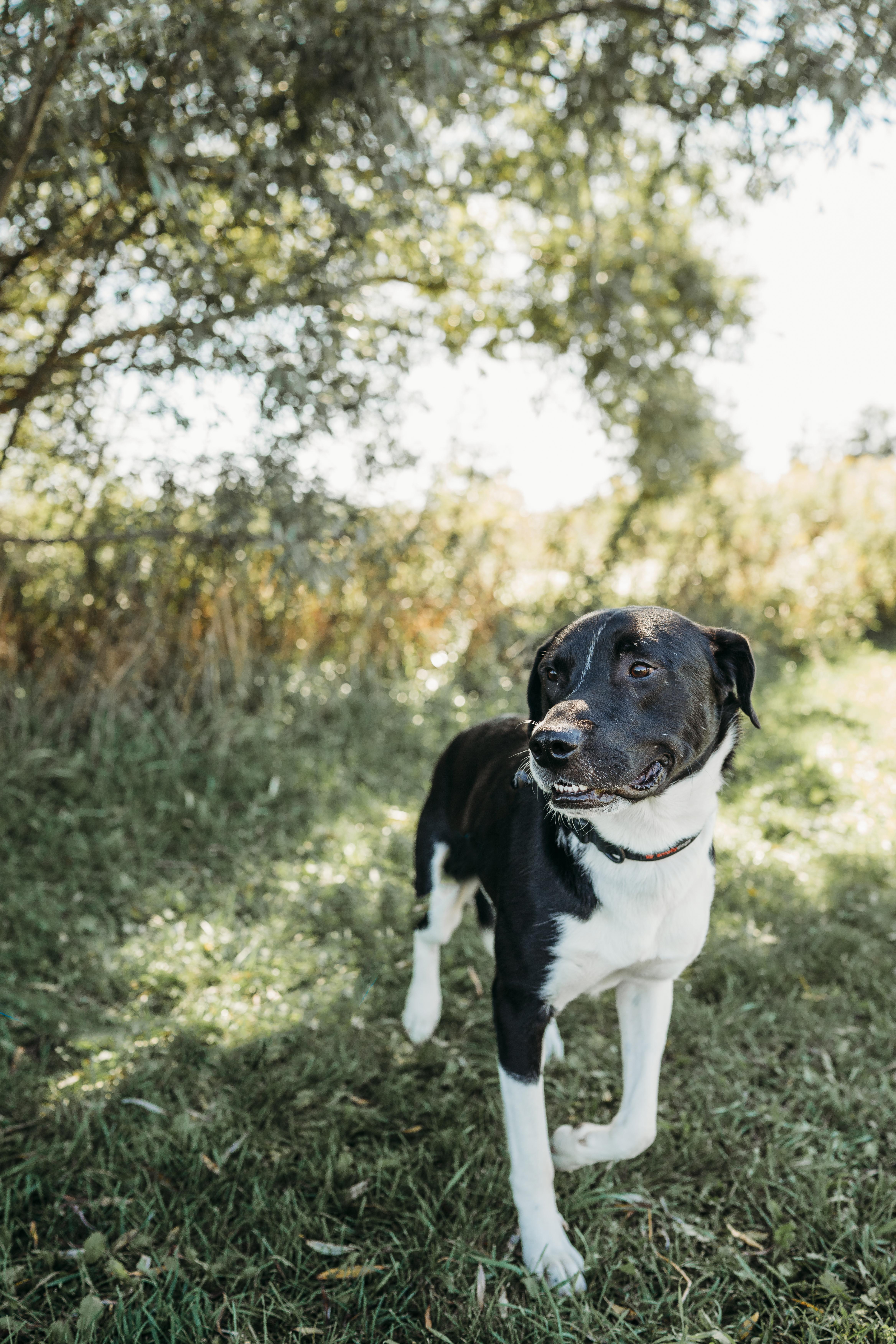 Joker, an adoptable Collie, Mastiff in Alliston, ON, L0G 1A0 | Photo Image 5