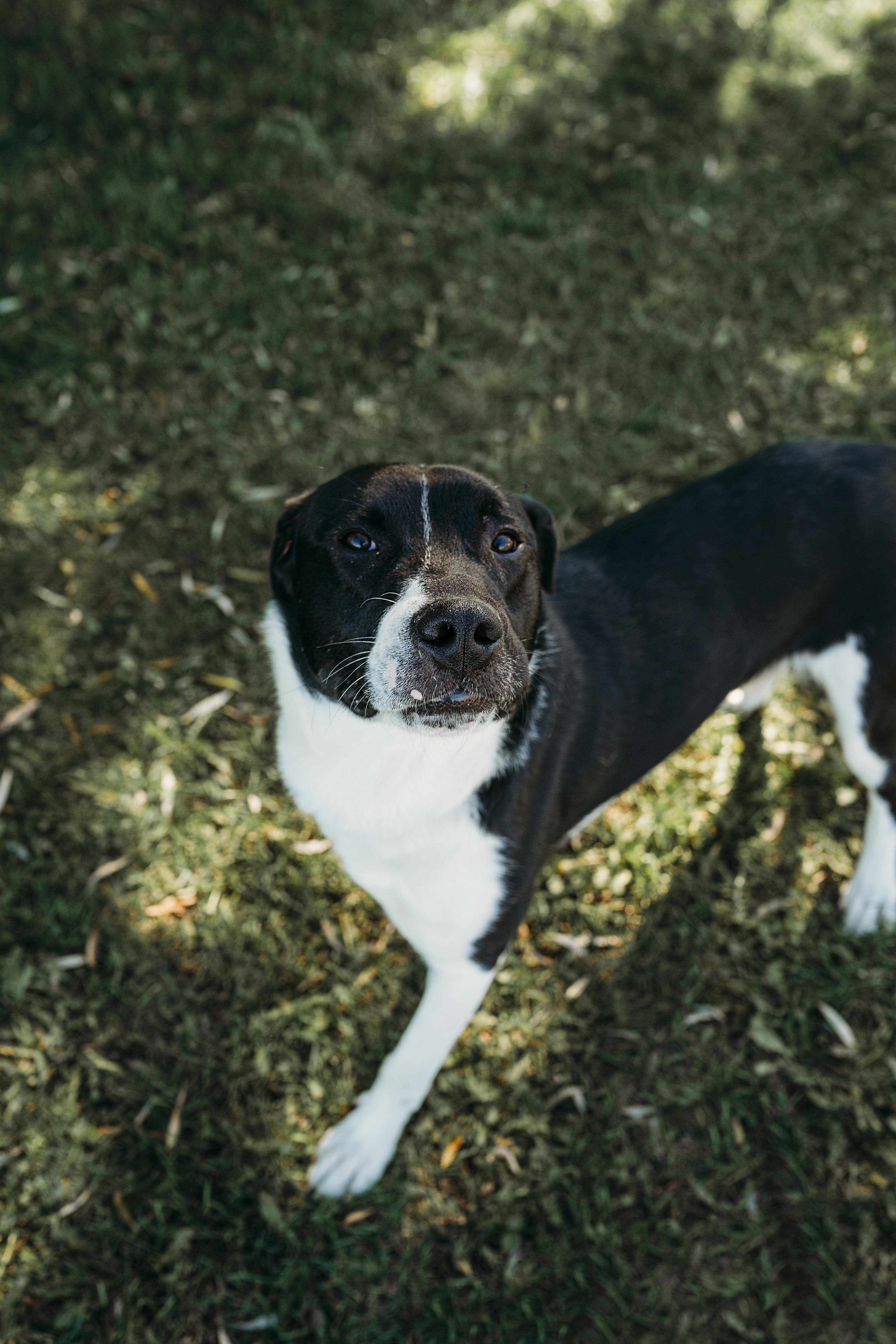 Joker, an adoptable Collie, Mastiff in Alliston, ON, L0G 1A0 | Photo Image 1