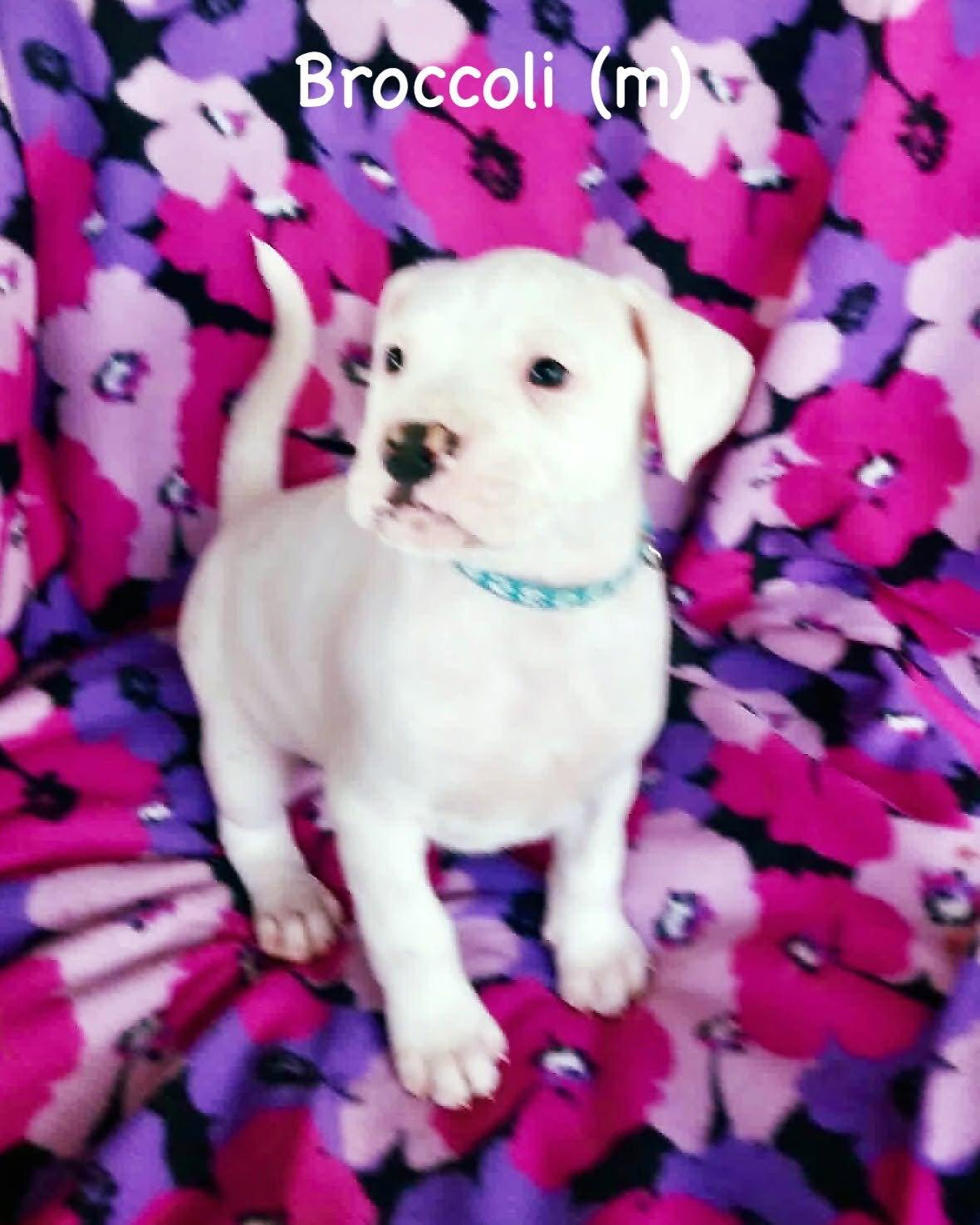 Enlarge Veg Litter - Brocoli, a Adoptable Boxer in Monticello, NY image 1/1