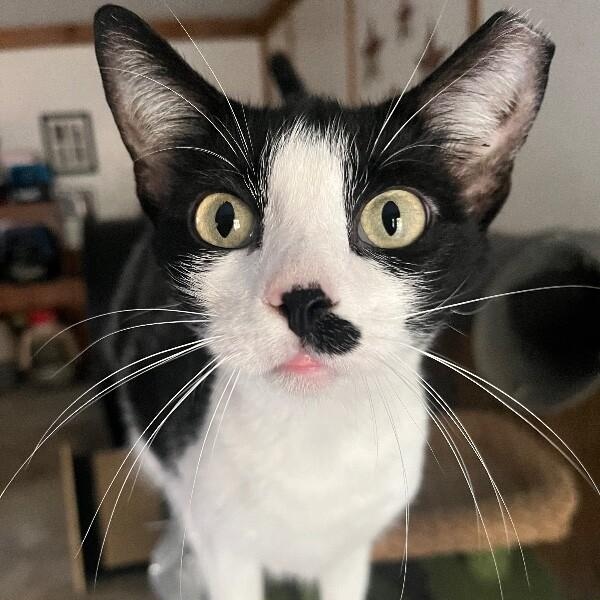 Kit Kat — thumbnail 2