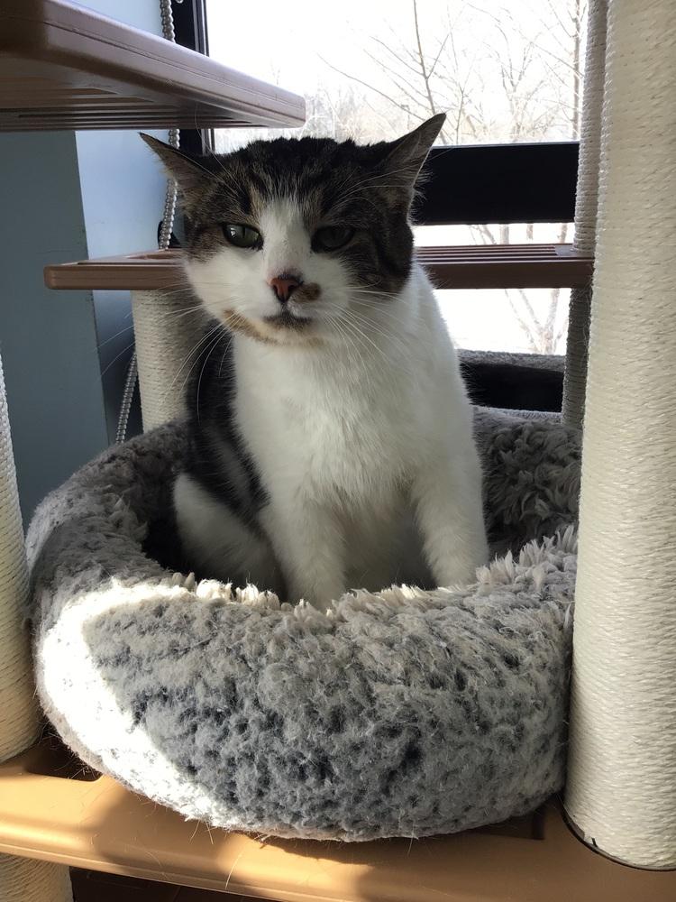 Milia, Adoptable, Adult Male Domestic Short Hair.