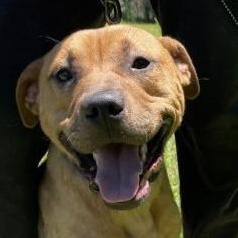 Enlarge Zeus, a Adoptable mixed breed in Greenfield, TN image 2/6