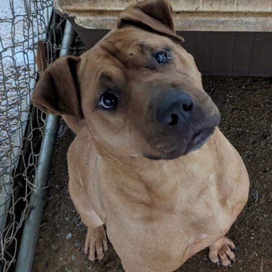 Enlarge Zeus, a Adoptable mixed breed in Greenfield, TN image 3/6