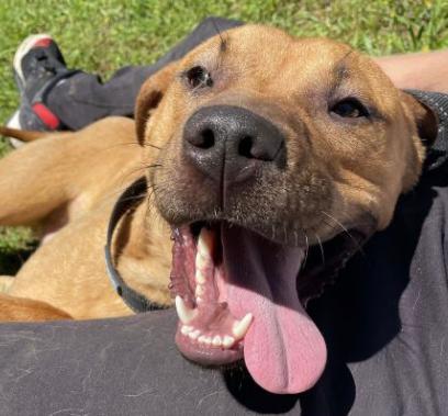 Enlarge Zeus, a Adoptable mixed breed in Greenfield, TN image 1/6