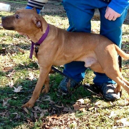 Enlarge Zeus, a Adoptable mixed breed in Greenfield, TN image 4/6