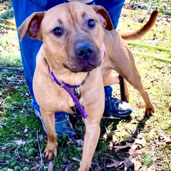 Enlarge Zeus, a Adoptable mixed breed in Greenfield, TN image 5/6