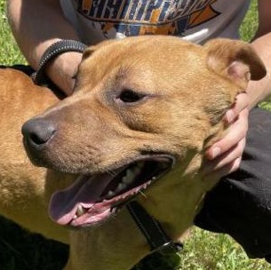 Enlarge Zeus, a Adoptable mixed breed in Greenfield, TN image 6/6