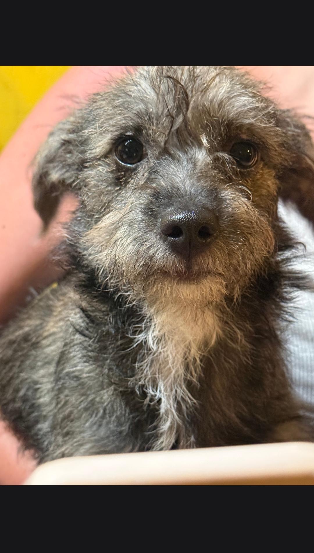 Lolly, a ADOPTABLE mixed breed in Tracy, CA image 2/4