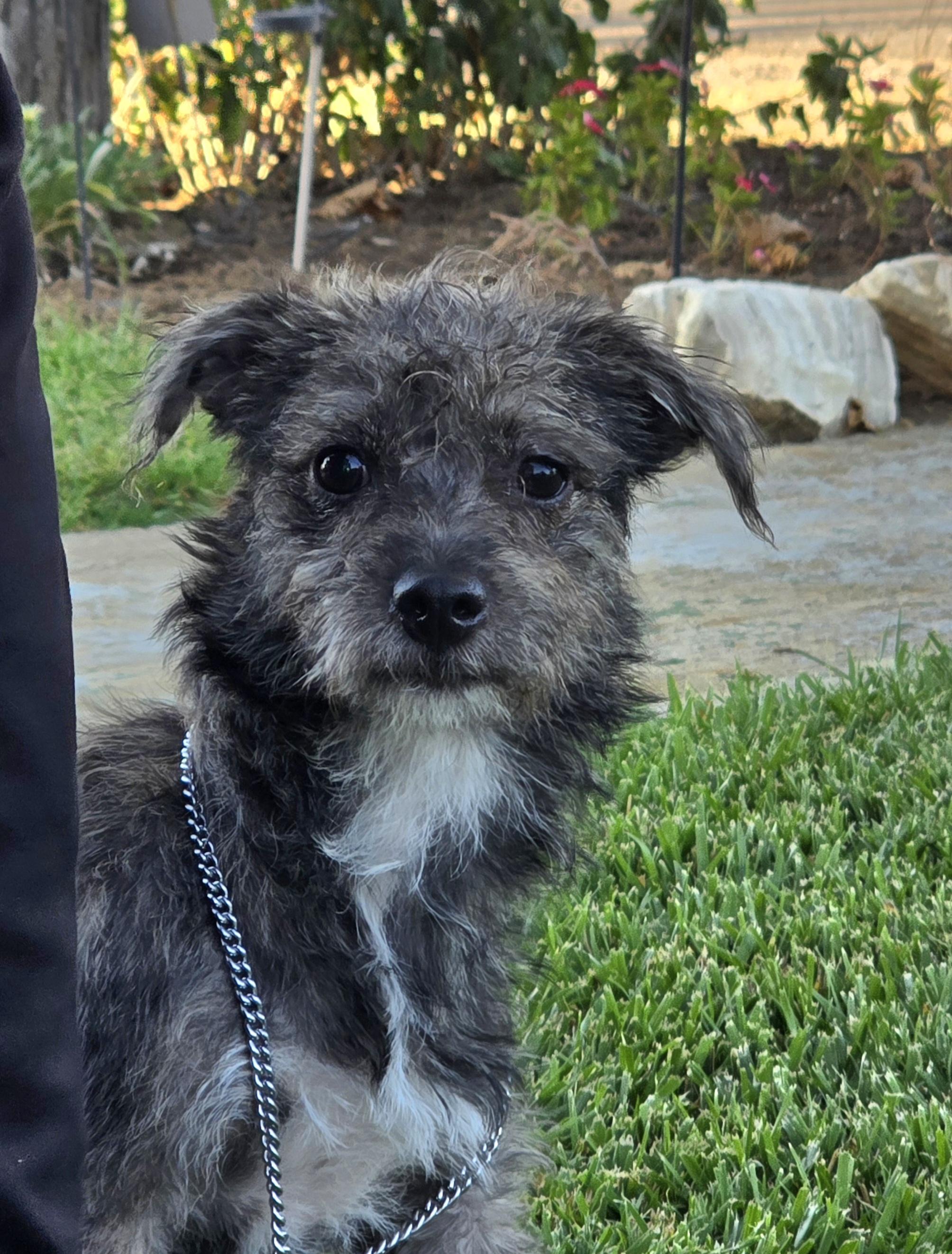 Lolly, ADOPTABLE, Puppy Female Terrier & Norfolk Terrier.