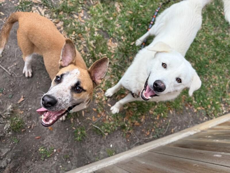 Butter Beans Sprinkles Joy — thumbnail 2