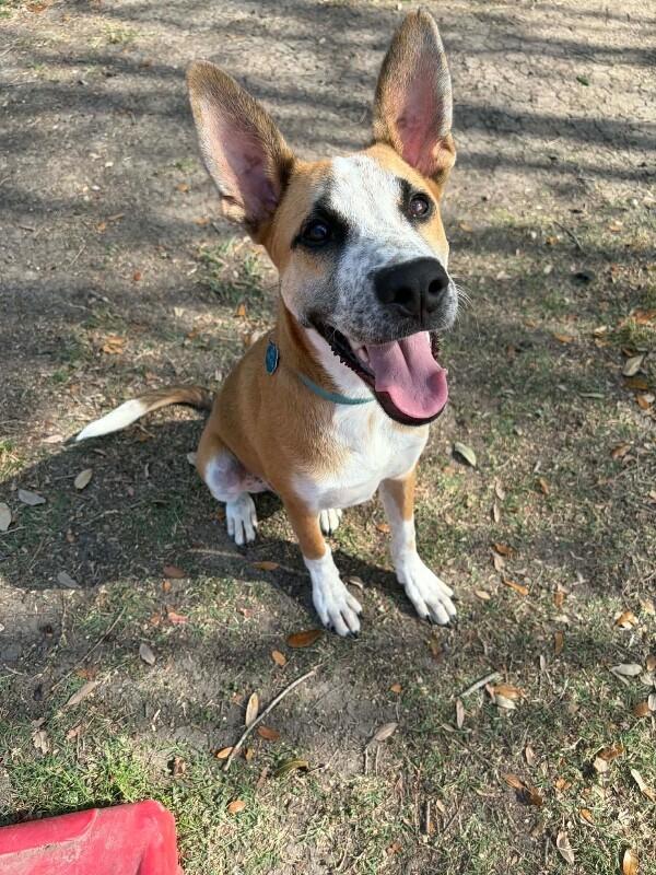 Butter Beans Sprinkles Joy — thumbnail 5