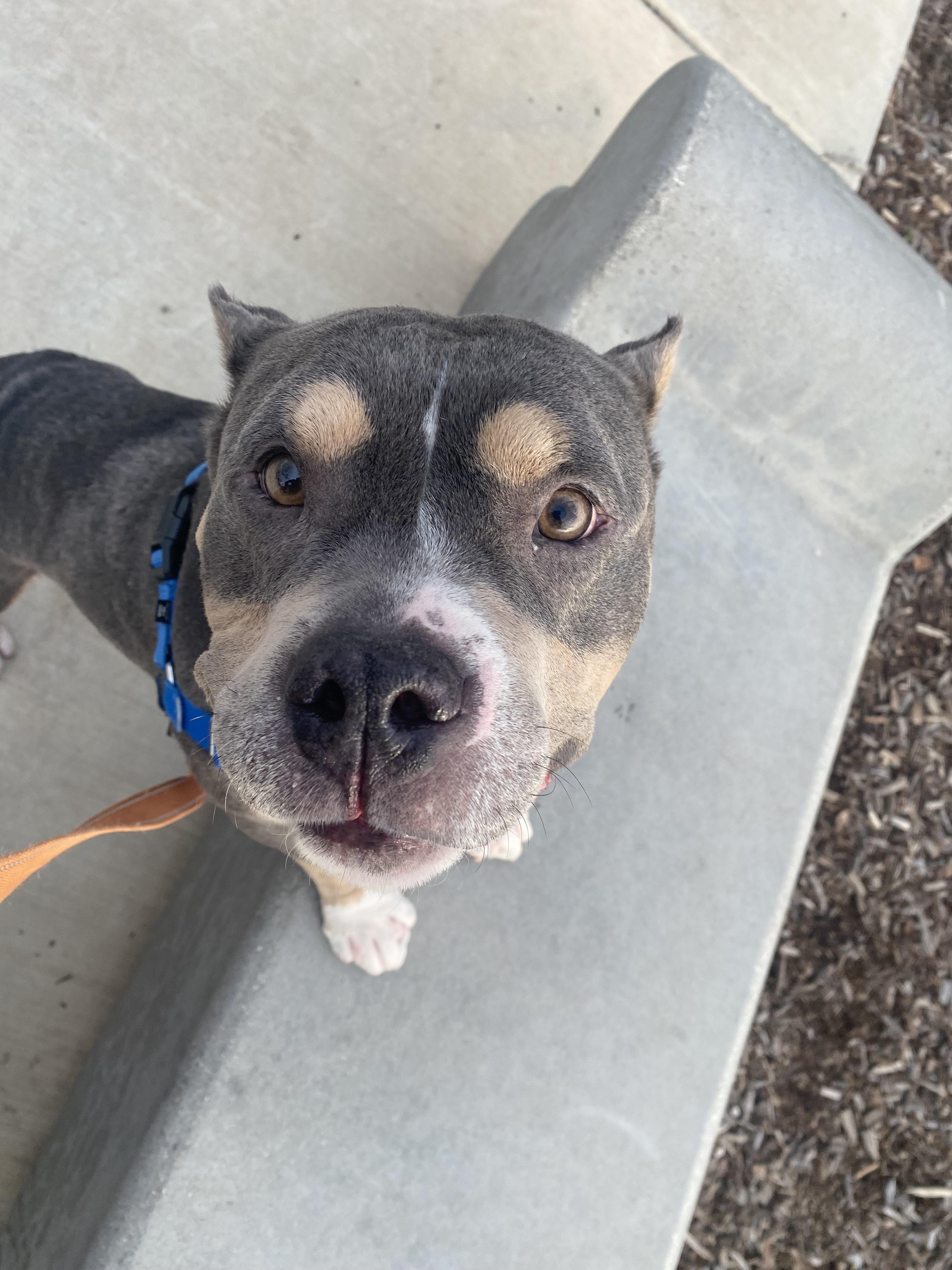 Hershel - Adoption fee partially sponsored by Ashley, Ryan and Aubrey Williams, a Adoptable mixed breed in Chico, CA image 1/3