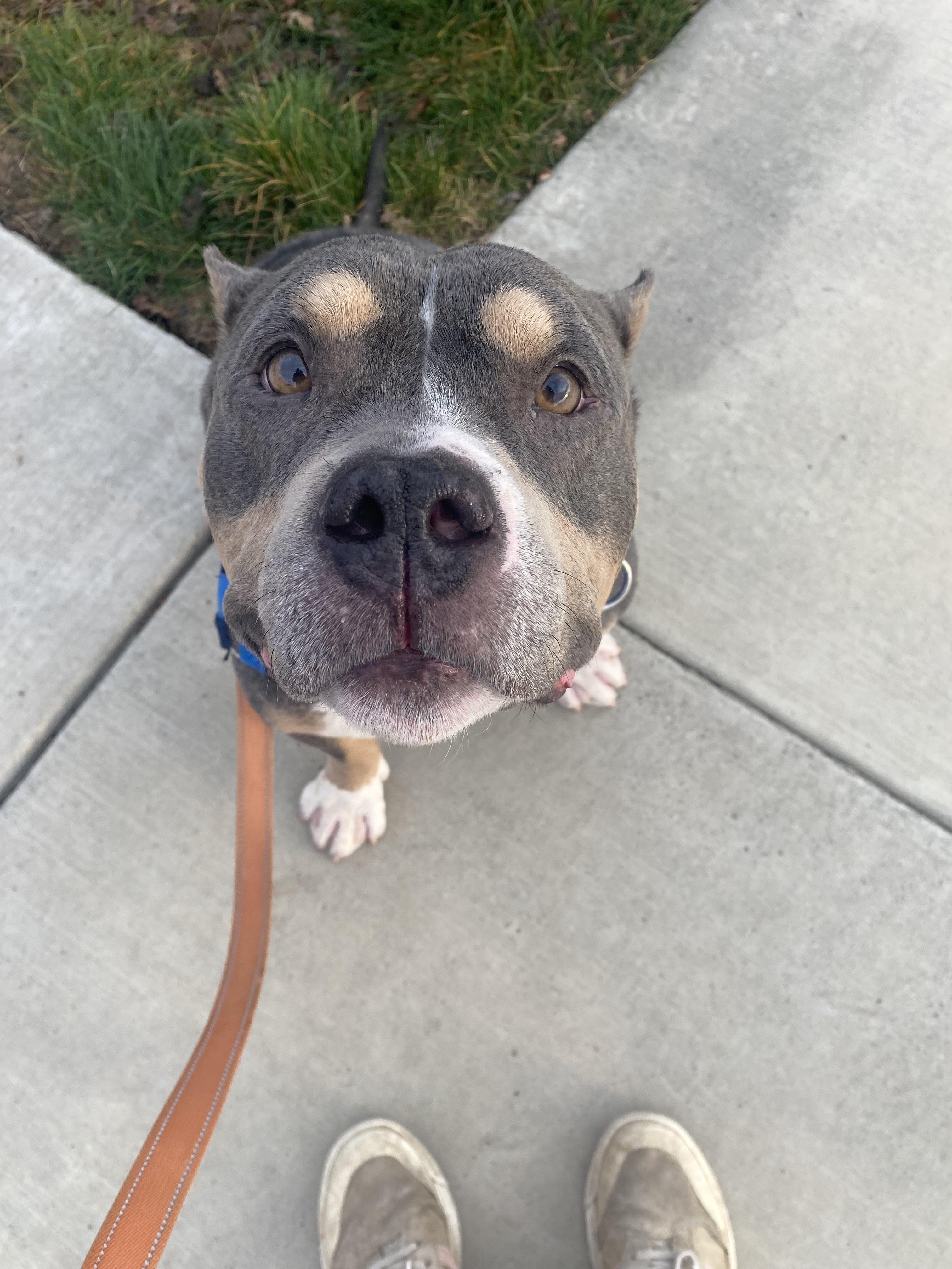 Hershel - Adoption fee partially sponsored by Ashley, Ryan and Aubrey Williams, a Adoptable mixed breed in Chico, CA image 2/3