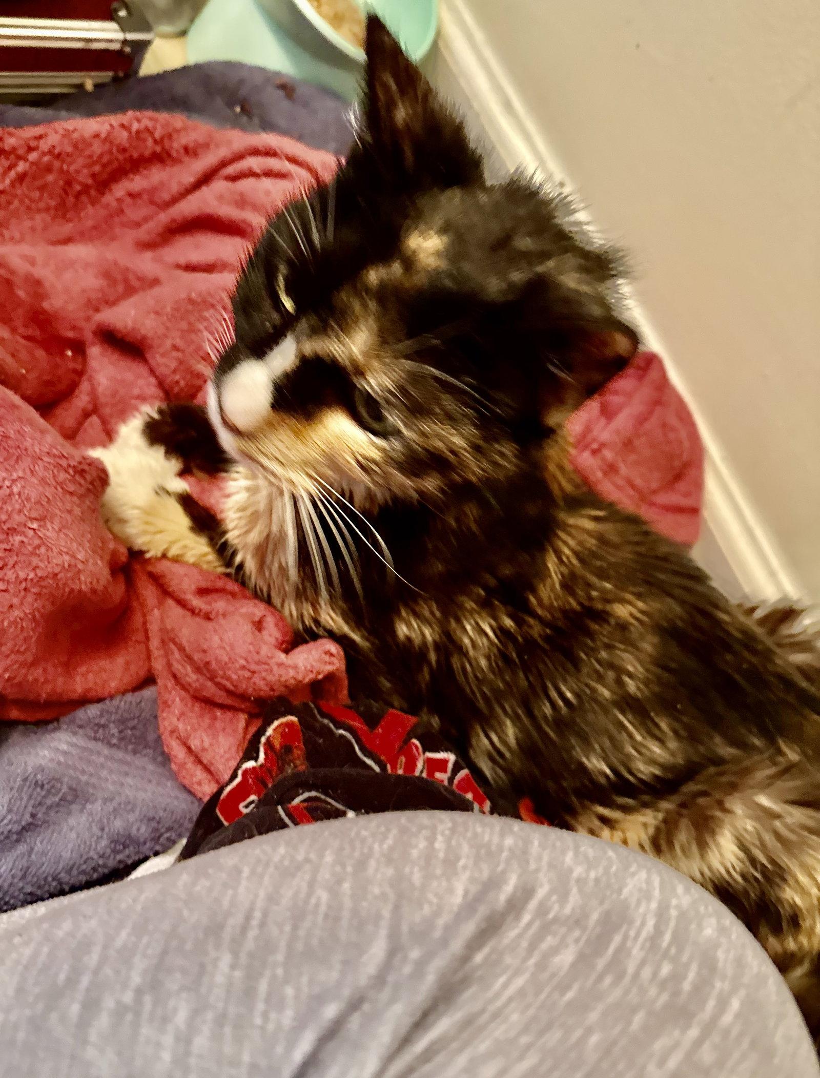 Brownie, Adoptable, Senior Female Tortoiseshell & Domestic Short Hair.
