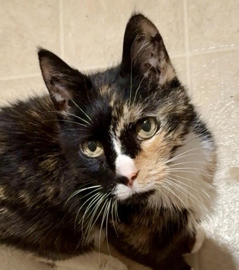 Enlarge Brownie, a Adoptable mixed breed in Spring City, PA image 2/3