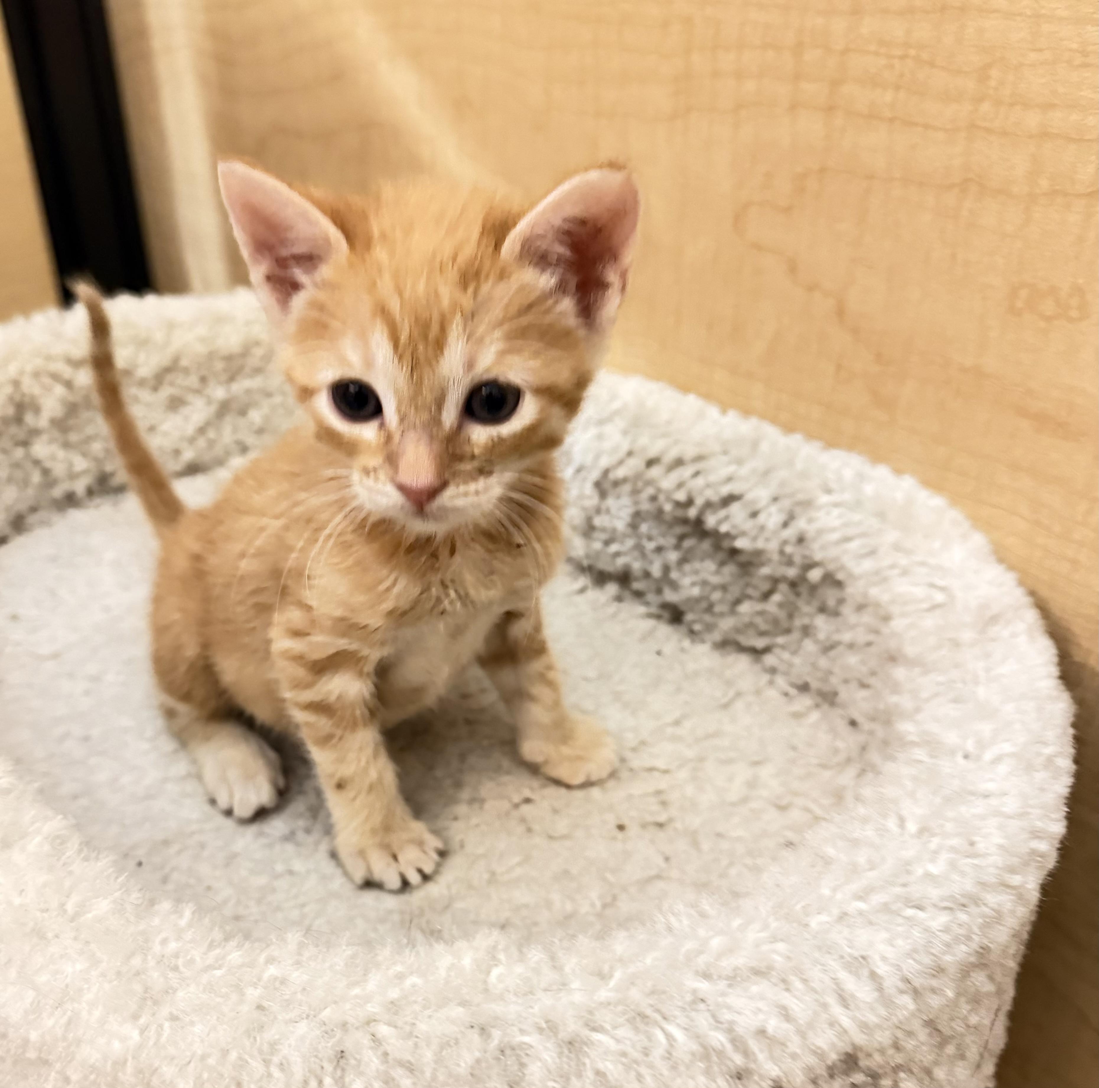 Chimera, Adoptable, Kitten Female Domestic Short Hair.
