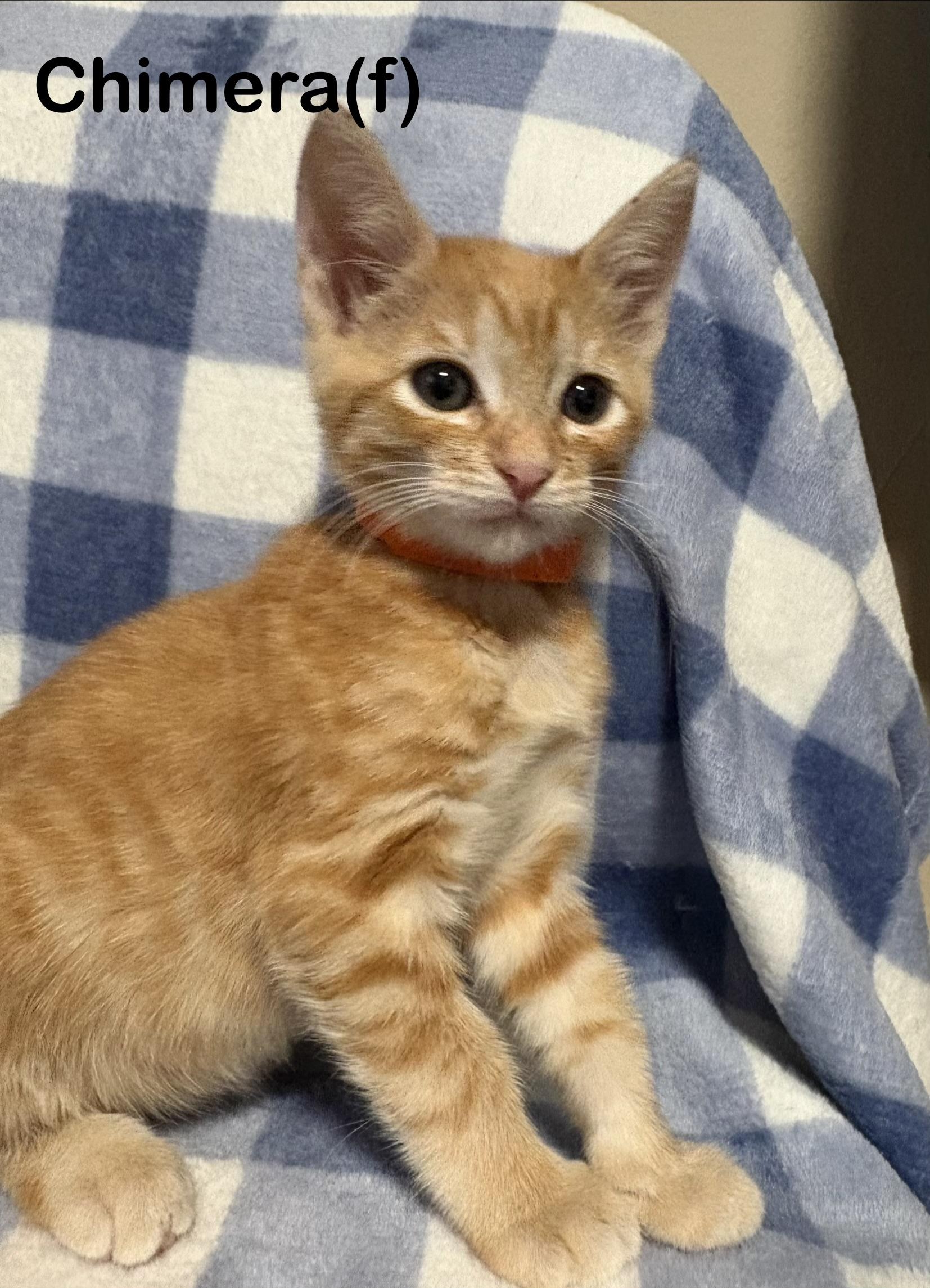 Chimera, a Adoptable mixed breed in Dixon, CA image 2/2