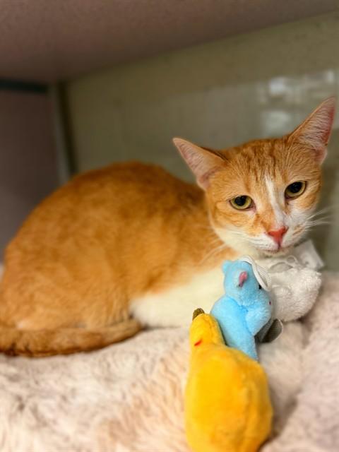 ABBY, Adoptable, Adult Female Domestic Short Hair.