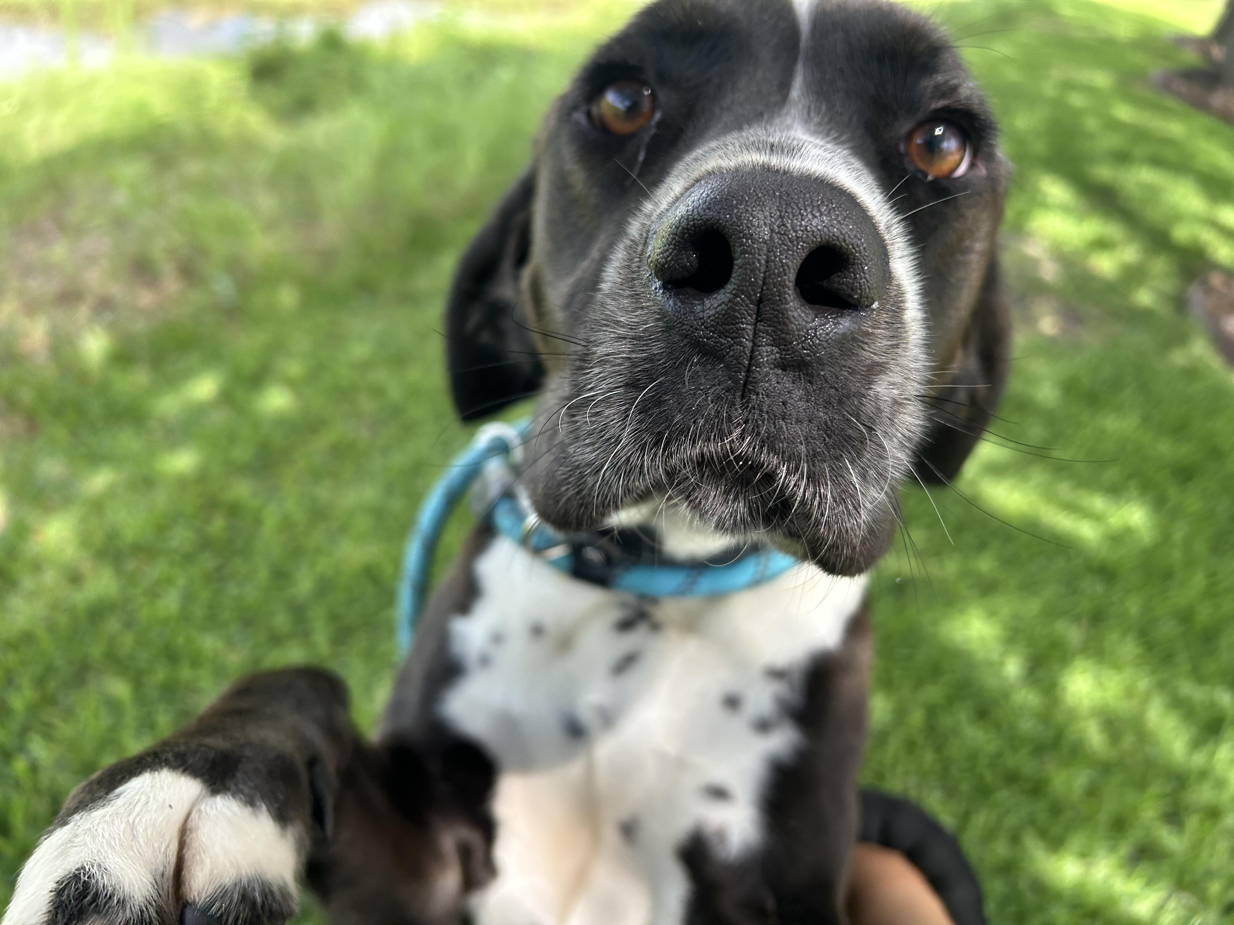 Day Day, Adopted, Adult Male English Pointer.