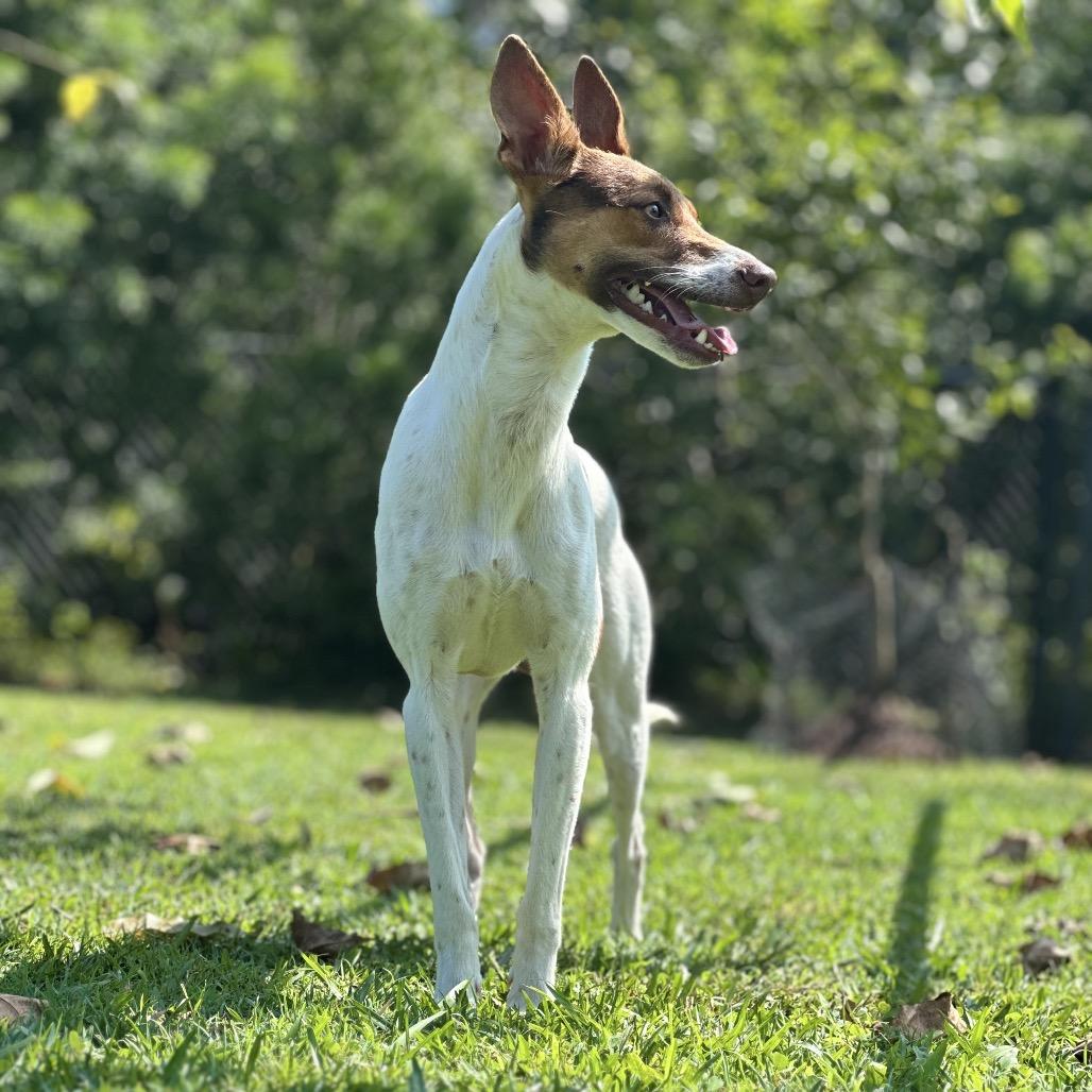 Jackson, Adoptable, Adult Male Mixed Breed.