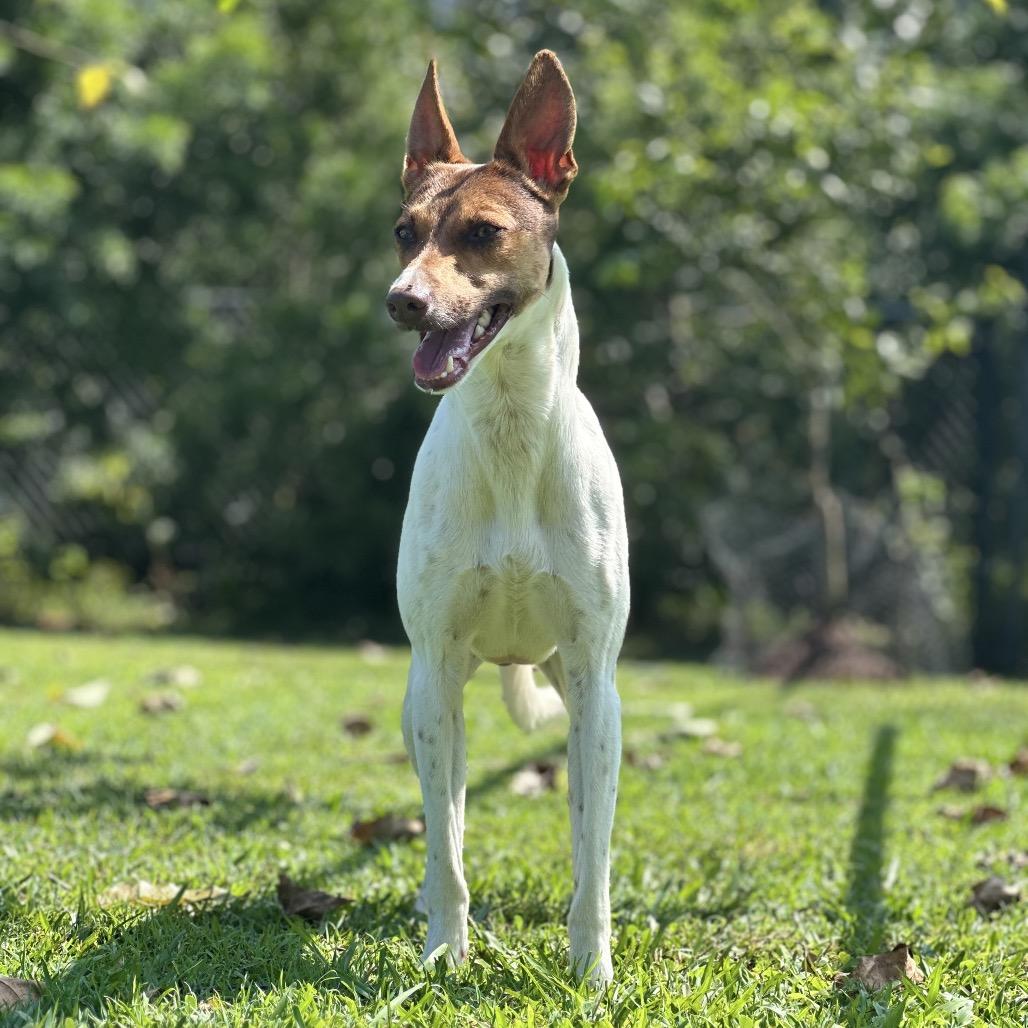 Enlarge Jackson, a Adoptable Mixed Breed in Keaau, HI image 2/3