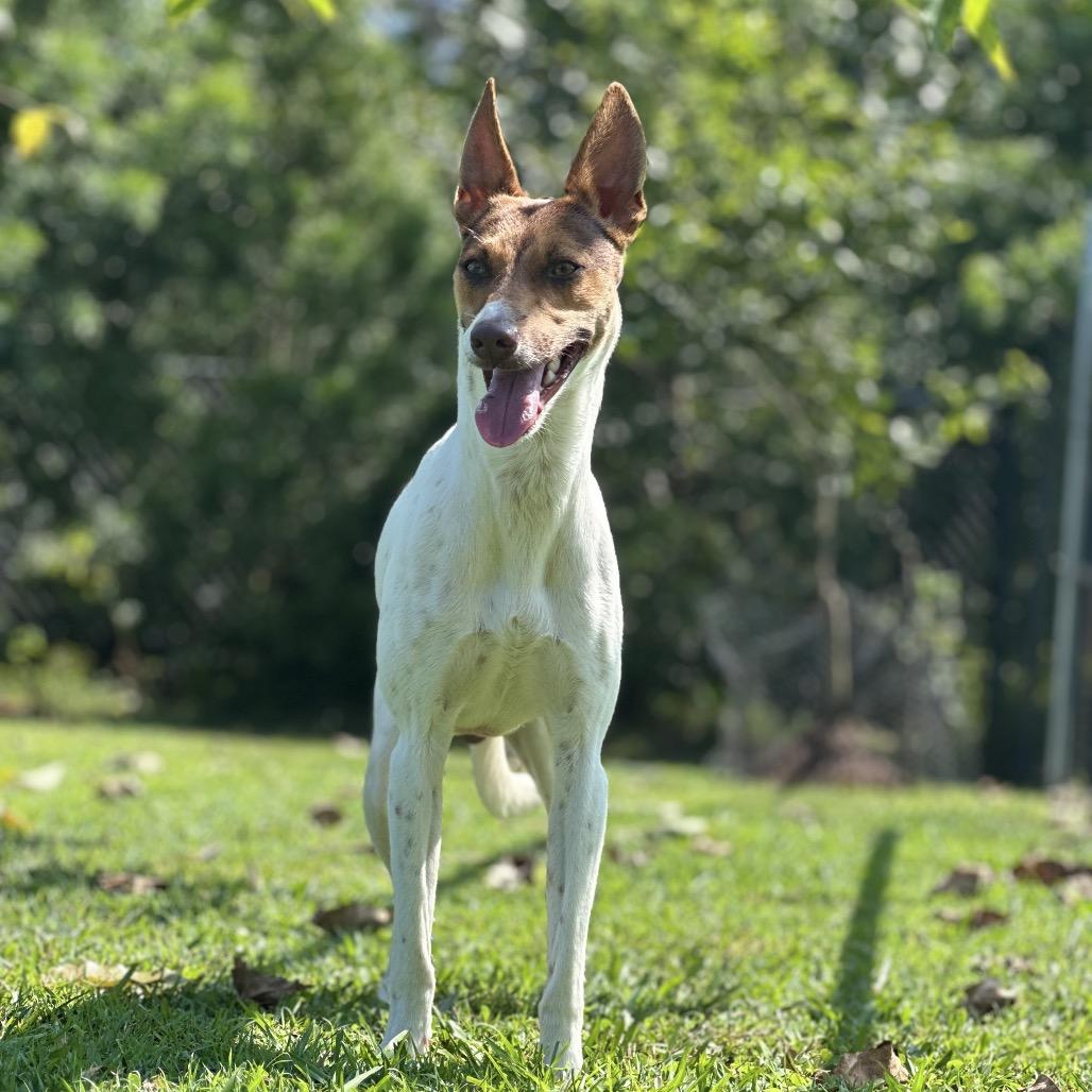 Enlarge Jackson, a Adoptable Mixed Breed in Keaau, HI image 3/3