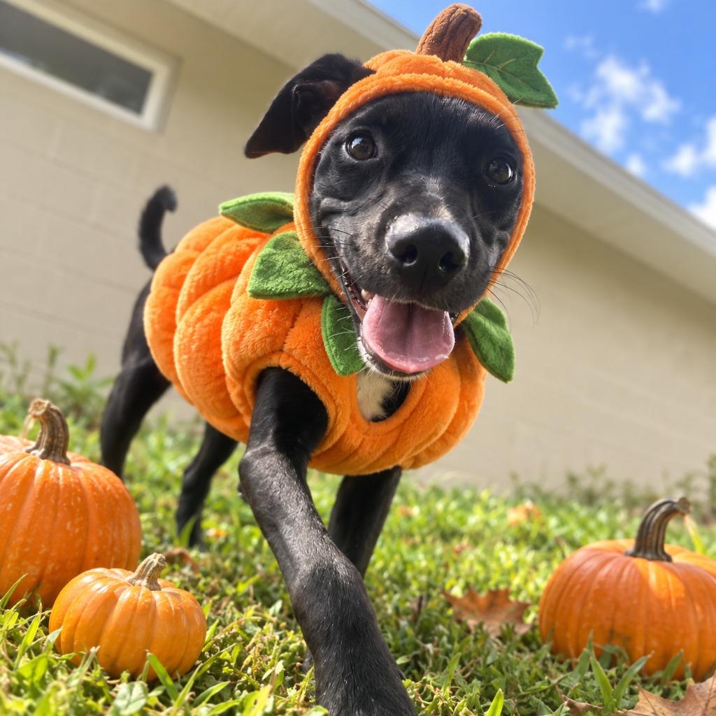 Enlarge PIPPIN, a Adoptable mixed breed in Athens, AL image 1/6