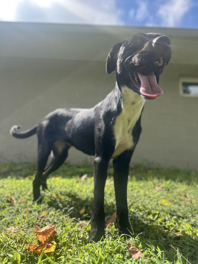 Enlarge PIPPIN, a Adoptable mixed breed in Athens, AL image 5/6