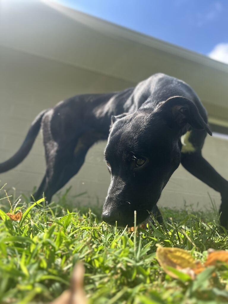 Enlarge PIPPIN, a Adoptable mixed breed in Athens, AL image 6/6