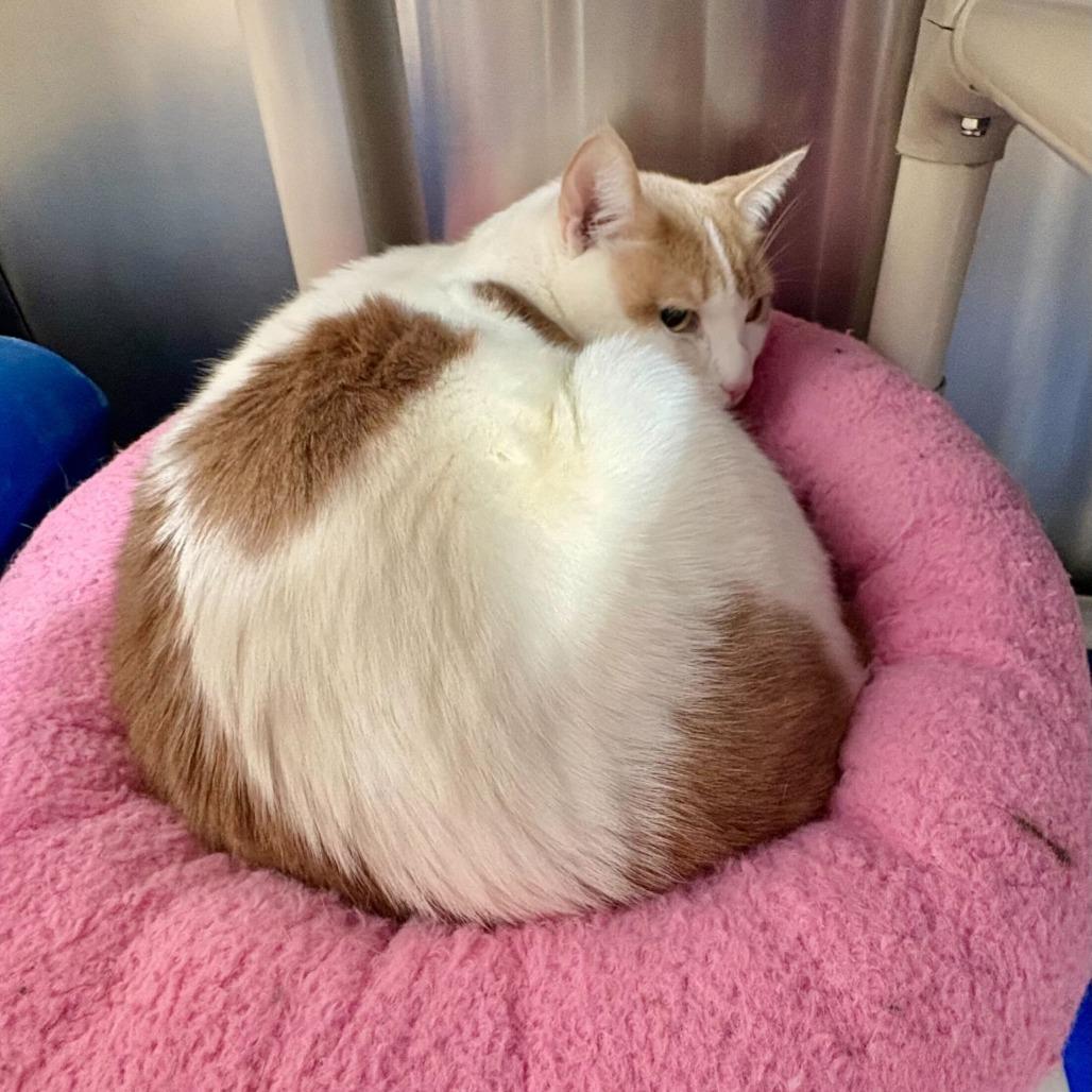 Mango, Adoptable, Adult Male Domestic Short Hair.