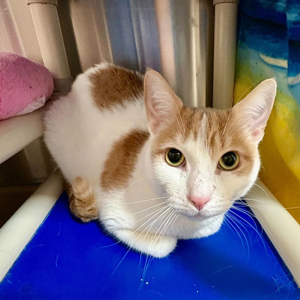 Enlarge Mango, a Adoptable Domestic Short Hair in Riverside, CA image 2/6