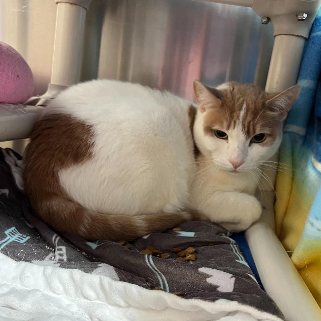 Enlarge Mango, a Adoptable Domestic Short Hair in Riverside, CA image 3/6