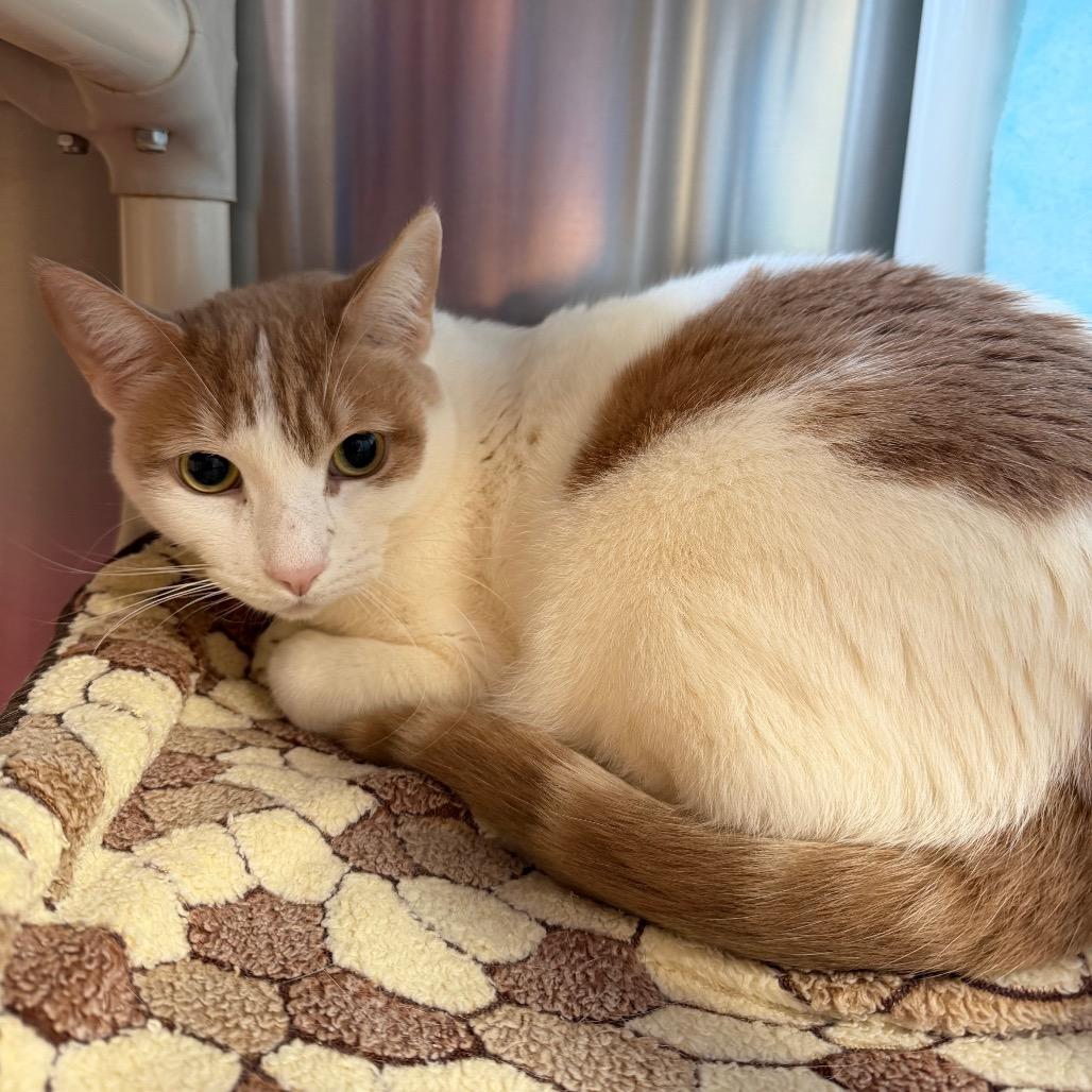 Enlarge Mango, a Adoptable Domestic Short Hair in Riverside, CA image 4/6