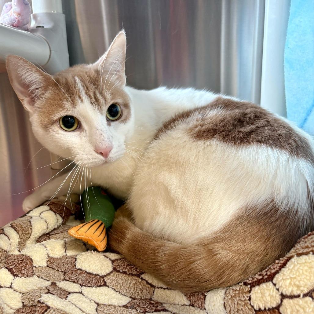 Enlarge Mango, a Adoptable Domestic Short Hair in Riverside, CA image 5/6