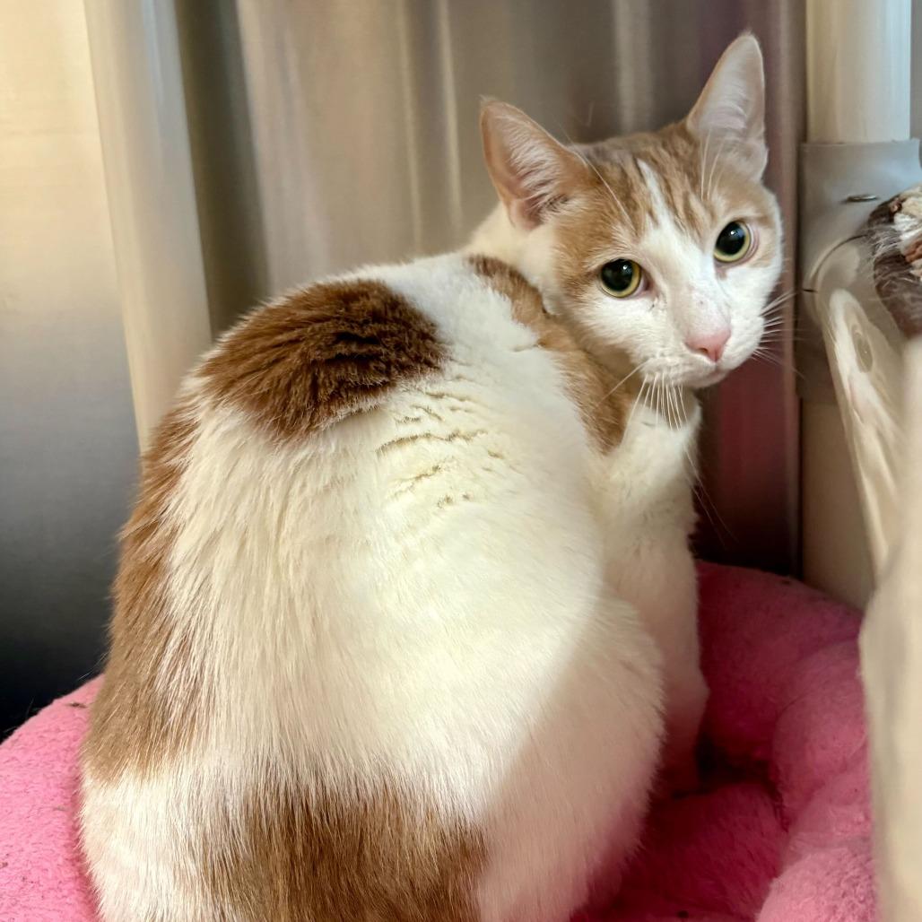 Enlarge Mango, a Adoptable Domestic Short Hair in Riverside, CA image 6/6