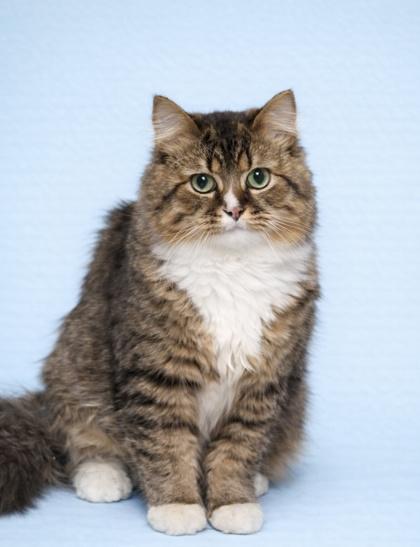 Enlarge Fava Wood - adopt with Pinto, a Adoptable mixed breed in Hudson, MA image 1/2