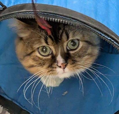 Enlarge Fava Wood - adopt with Pinto, a Adoptable mixed breed in Hudson, MA image 2/2