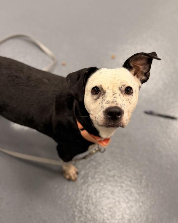 Lego, Adoptable, Adult Female Dachshund & Pit Bull Terrier.